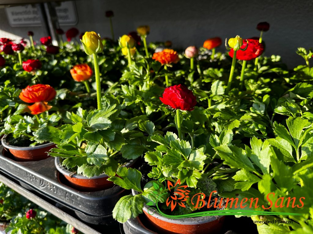 Beet und Balkon Ranunkeln - Blumen Sans